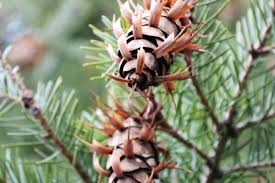 Attēlu rezultāti vaicājumam “Pseudotsuga menziesii fruit”