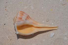 Image result for Sinistrofulgur perversum