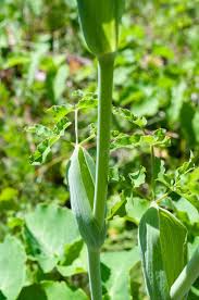 Attēlu rezultāti vaicājumam “Laserpitium latifolium leaf”