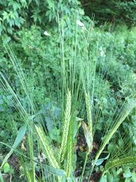 Attēlu rezultāti vaicājumam “Hordelymus europaeus leaf”