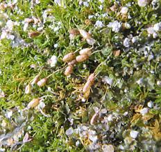 Attēlu rezultāti vaicājumam “Seligeria campylopoda sporophyte”