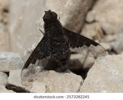 Attēlu rezultāti vaicājumam “Hemipenthes morio”