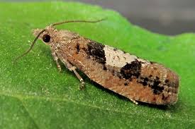 Attēlu rezultāti vaicājumam “Epinotia brunnichana”