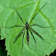 Attēlu rezultāti vaicājumam “Ptychoptera sp.”