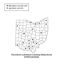 Attēlu rezultāti vaicājumam “Pleuridium subulatum”