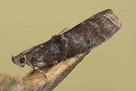 Attēlu rezultāti vaicājumam “Ortholepis betulae”