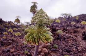 Attēlu rezultāti vaicājumam “Saxifragaceae”
