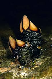 Attēlu rezultāti vaicājumam “Cribraria tenella stalked”