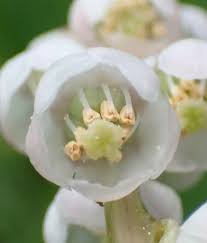 Attēlu rezultāti vaicājumam “Pyrola minor flower”