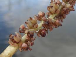 Attēlu rezultāti vaicājumam “Potamogeton perfoliatus flower”