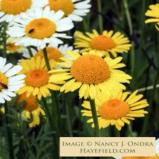Image result for Anthemis tinctoria