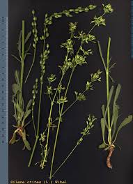 Attēlu rezultāti vaicājumam “Silene otites fruit”