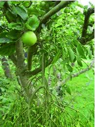 Attēlu rezultāti vaicājumam “Viscum album fruit”