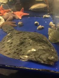 Image result for Pseudopleuronectes americanus