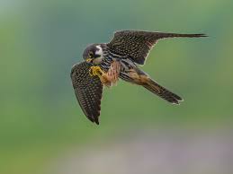 Attēlu rezultāti vaicājumam “Falco subbuteo”