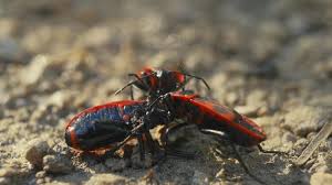 Image result for Scarus ferrugineus