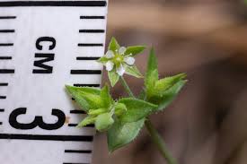 Attēlu rezultāti vaicājumam “Arenaria serpyllifolia leaf”