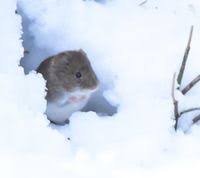 Attēlu rezultāti vaicājumam “Myodes glareolus”