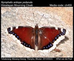 Attēlu rezultāti vaicājumam “Nymphalis antiopa upperside”