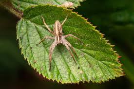 Attēlu rezultāti vaicājumam “Pisaura mirabilis cocoon”