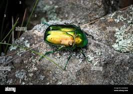 Attēlu rezultāti vaicājumam “Cetonia aurata imago”
