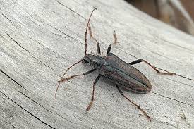 Attēlu rezultāti vaicājumam “Oxymirus cursor female”