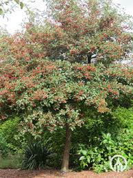 Attēlu rezultāti vaicājumam “Crataegus persimilis”