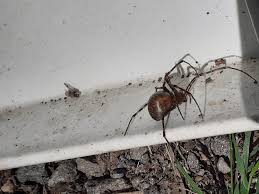 Attēlu rezultāti vaicājumam “Neottiura bimaculata female”