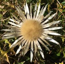 Image result for Silberdistel