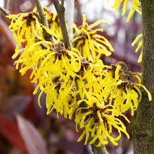 Attēlu rezultāti vaicājumam “Hamamelis japonica bud”