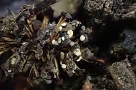 Attēlu rezultāti vaicājumam “Mollisia amenticola”