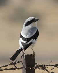 Attēlu rezultāti vaicājumam “Lanius excubitor”