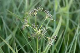 Attēlu rezultāti vaicājumam “Scirpus sylvaticus flower”
