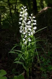 Attēlu rezultāti vaicājumam “Cephalanthera longifolia”