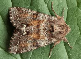 Attēlu rezultāti vaicājumam “Ceramica pisi”