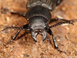 Attēlu rezultāti vaicājumam “Spondylis buprestoides”