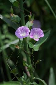 Attēlu rezultāti vaicājumam “Calystegia inflata leaf”