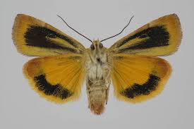 Attēlu rezultāti vaicājumam “Cryptocala chardinyi”