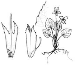 Attēlu rezultāti vaicājumam “Viola epipsila leaf”