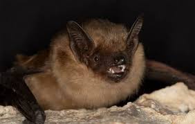 Attēlu rezultāti vaicājumam “Eptesicus serotinus”