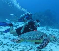 Resultado de imagen para cozumel dive