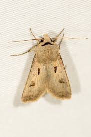 Attēlu rezultāti vaicājumam “Agrotis exclamationis”