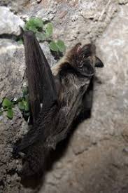 Attēlu rezultāti vaicājumam “Vespertilio murinus”