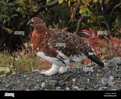 Attēlu rezultāti vaicājumam “Lagopus lagopus male”