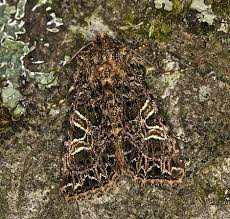 Attēlu rezultāti vaicājumam “Hadena rivularis”