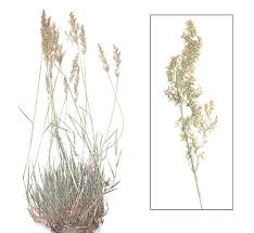 Attēlu rezultāti vaicājumam “Agrostis stolonifera subsp. straminea”