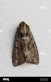 Attēlu rezultāti vaicājumam “Apamea monoglypha”