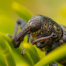 Attēlu rezultāti vaicājumam “Hylobius abietis”