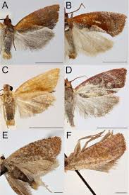 Attēlu rezultāti vaicājumam “Aphis confusa”