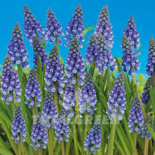 Attēlu rezultāti vaicājumam “Muscari armeniacum”